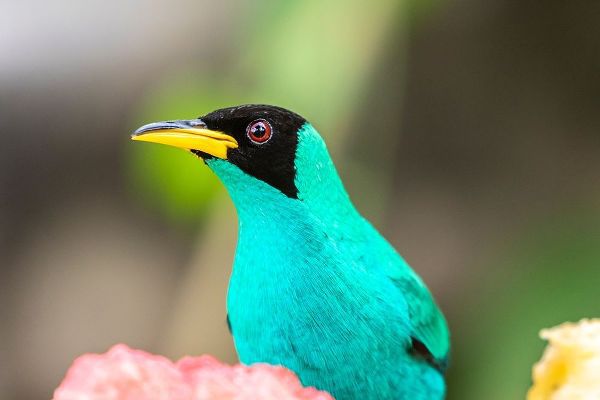 Caribbean-Trinidad-Asa Wright Nature Center Male green honeycreeper bird close-up